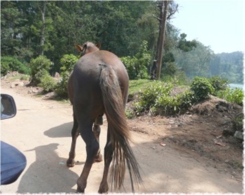 Images/tirupur3 141.jpg